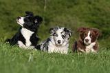 BORDER COLLIE 1515